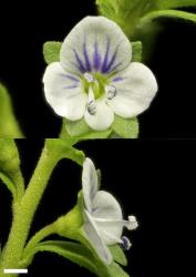 Veronica serpyllifolia subsp. serpyllifolia. Flowers. Scale = 1 mm.
 Image: P.J. Garnock-Jones © P.J. Garnock-Jones CC-BY-NC 3.0 NZ